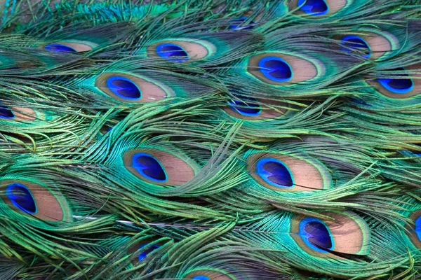 Feathered — Stock Photo, Image