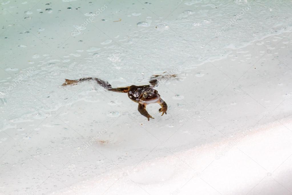 Frog Trapped in Ice