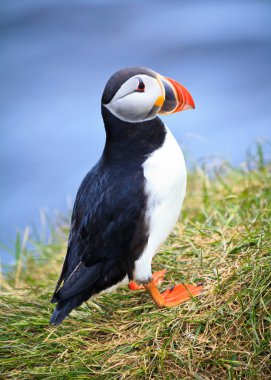 Puffin ayakta Atlas Okyanusu kıyısında