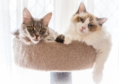 yavru kedi arkadaşlar