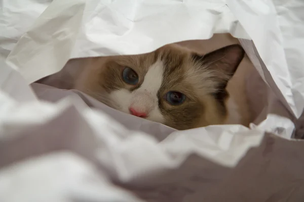 Kitten in paper — Stock Photo, Image