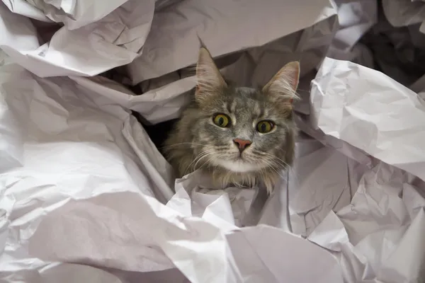 Kitten in paper — Stock Photo, Image