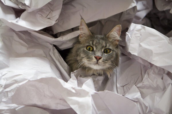 Kitten in paper