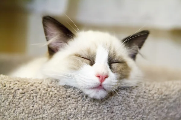 Ragdoll kotek śpi — Zdjęcie stockowe