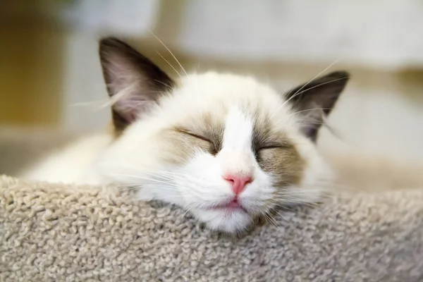 Ragdoll chaton dormir — Photo