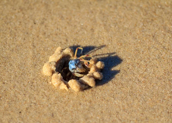 Blue Sand Crab — Stock Photo, Image