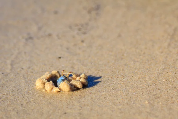 Blue Sand Crab — Stock Photo, Image