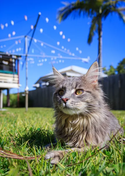 Tabby Cat in the yard — Stock Photo, Image