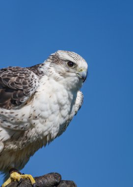 eldiven üzerinde gyrfalcon