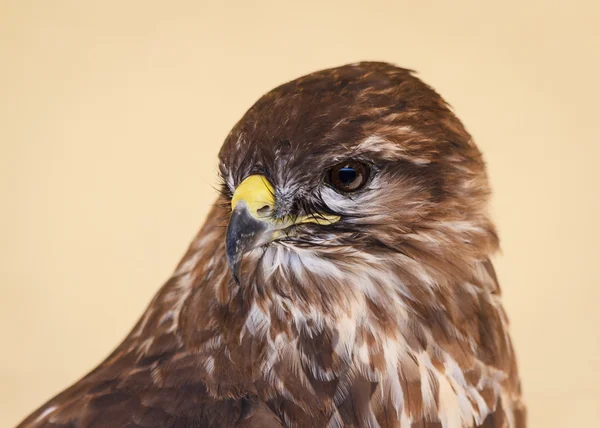 Leonado águila mirando — Foto de Stock