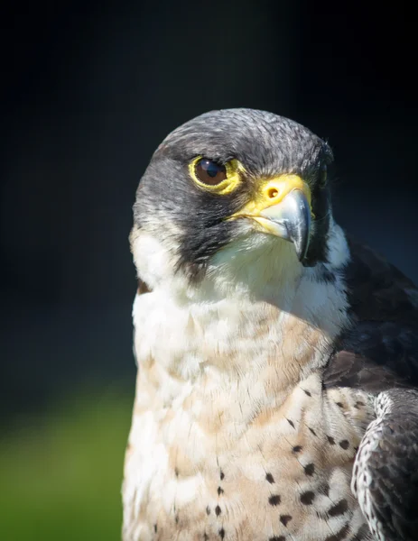 Falcon Peregrino de cerca —  Fotos de Stock