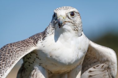 gyrfalcon esneme