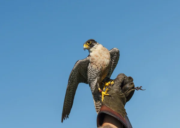 Falcon peregrino en guante de cetrería — Foto de Stock