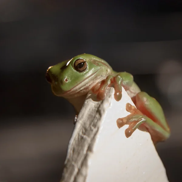 Green Tree Frog Clinging to a fence — Stock Photo, Image