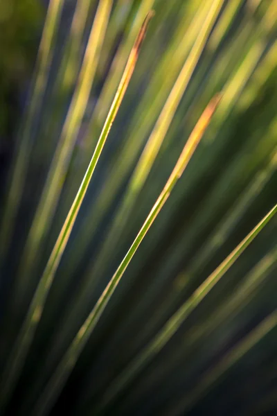 Grass Tree Closeup — Stock Photo, Image