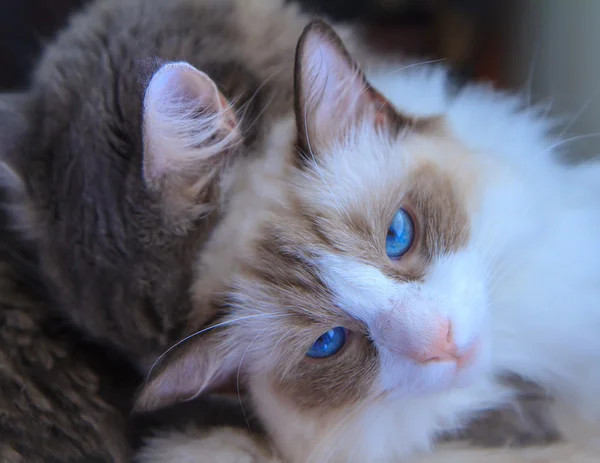 Mavi gözlü kedi tutum ile — Stok fotoğraf