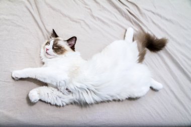 Ragdoll kedi uyuyor