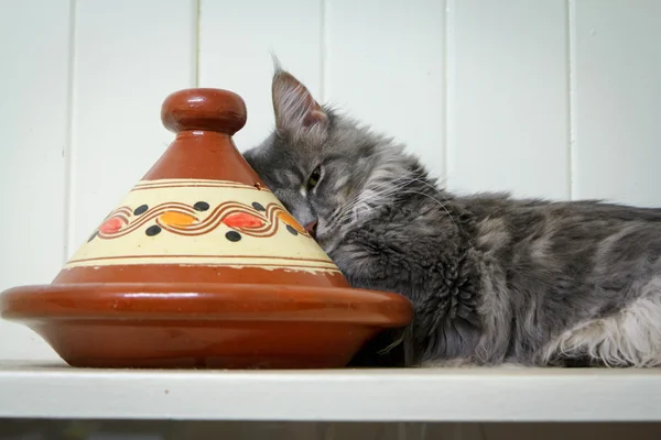 Gray Tabby Cat Sleeping on Tagine — Stock Photo, Image