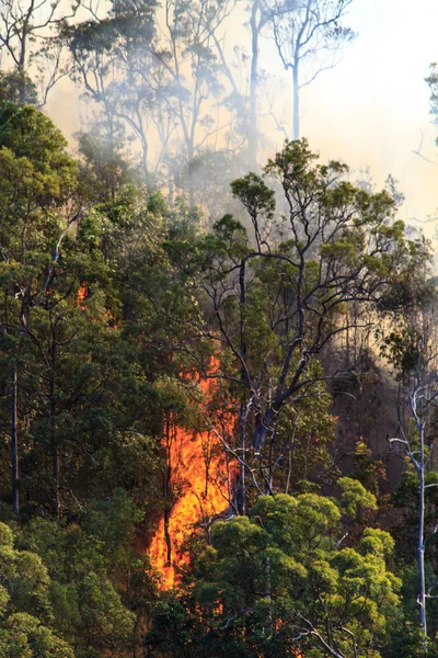 Llamas de incendios forestales — Foto de Stock