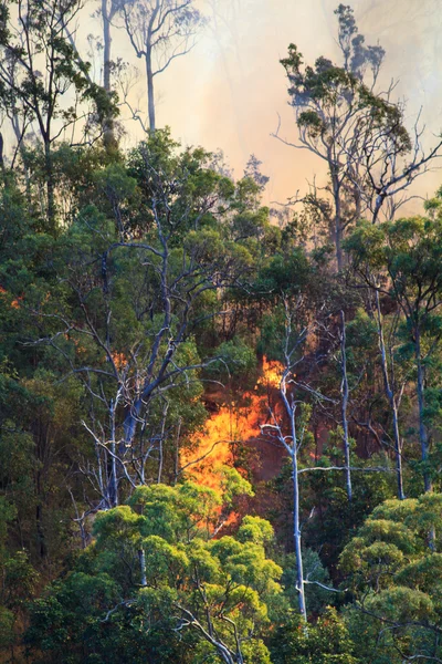 Forest Fire Burning — Stock Photo, Image