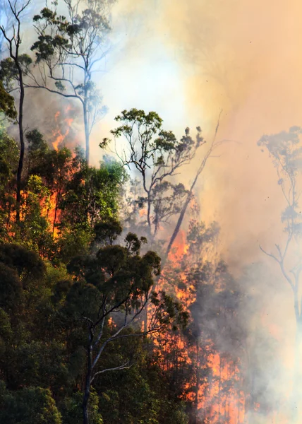 Bushfire ausztrál bokor — Stock Fotó