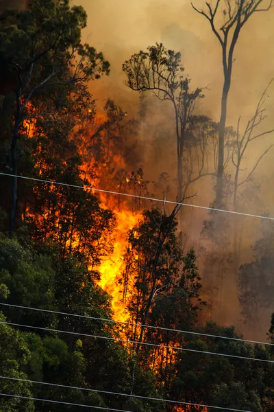 Elektrik hatları yakınında orman yangını — Stok fotoğraf