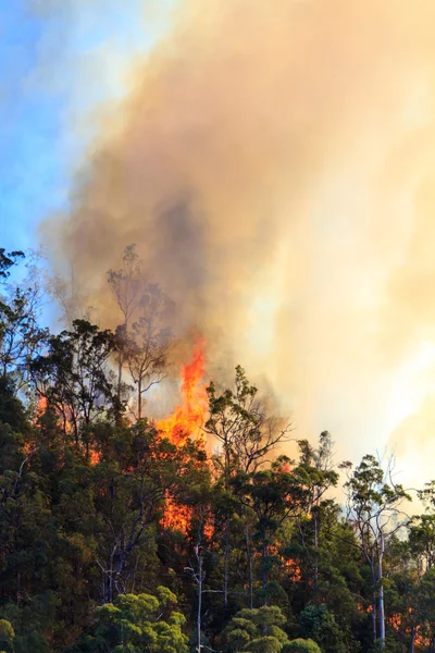 Hatalmas bushfire lángok — Stock Fotó