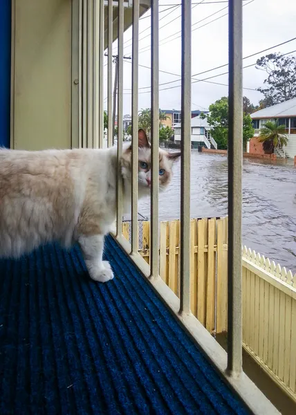 Cat Watching Flood — Stock Photo, Image