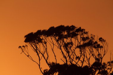 Okaliptüs ağacı siluet