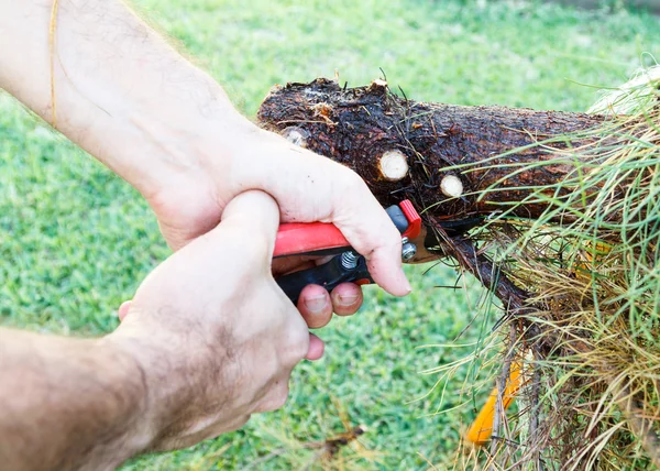 Rama de corte de hombre con tijeras de jardinería —  Fotos de Stock