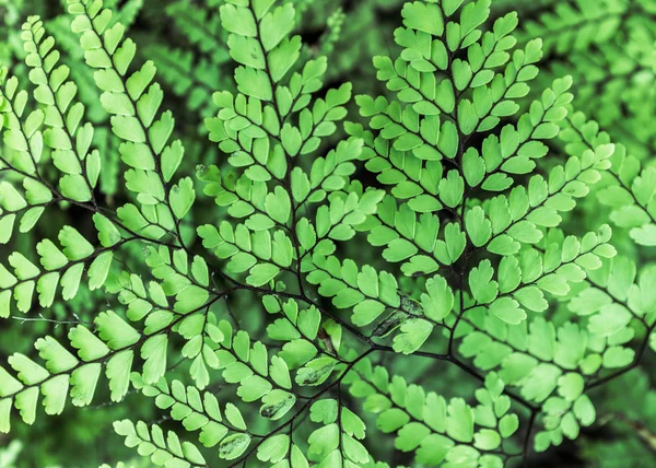 Delicate Maindenhair Fern — Stock Photo, Image