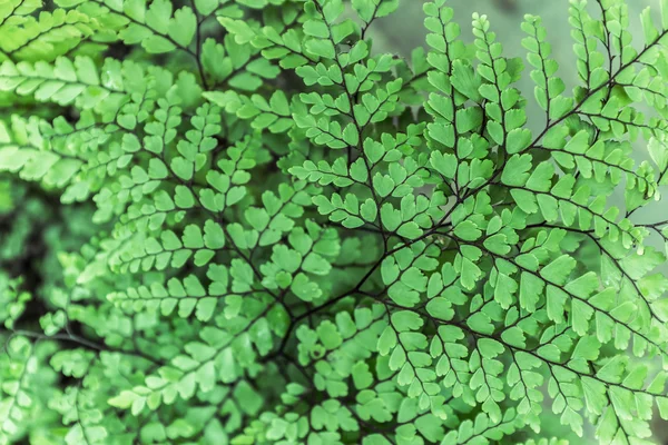 Himalaya haarmos fern — Stockfoto