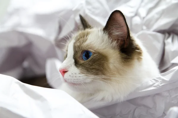Cute Ragdoll Cat in Paper — Stock Photo, Image