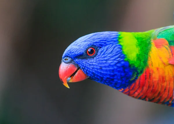 Testa di Lorikeet arcobaleno Foto Stock Royalty Free