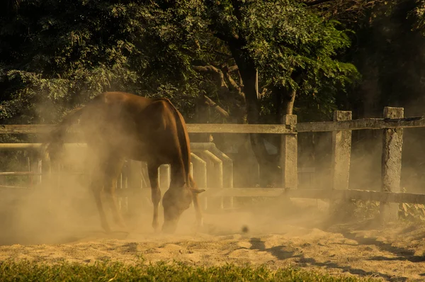 Paard in boerderij — Stockfoto