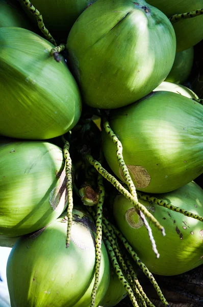 Coconut fruit background — Stock Photo, Image