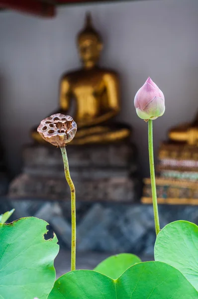 Lotus en buddhs standbeeld — Stockfoto