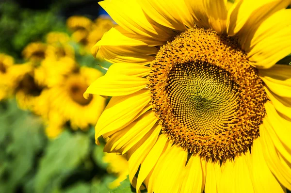 Sun flowers — Stock Photo, Image