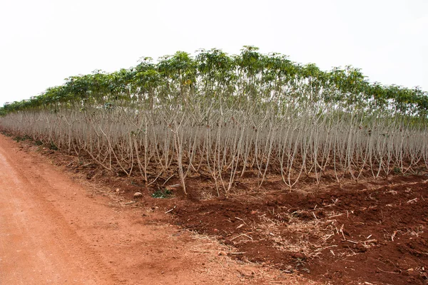 Kasava stromu přírodní pozadí — Stock fotografie