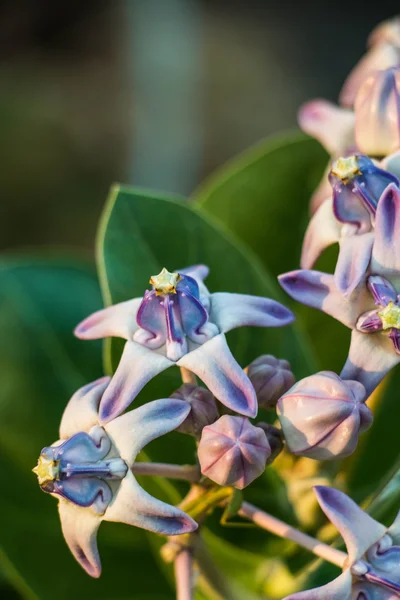 Flores de corona — Foto de Stock