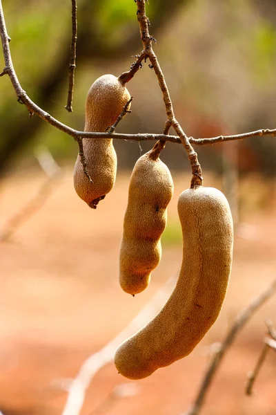 Tamarine frutta sfondo — Foto Stock