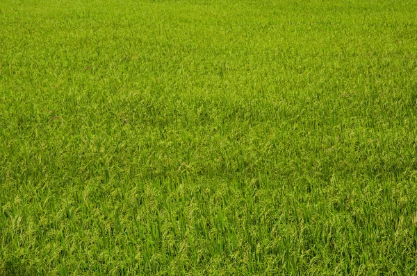 pirinç çiftlik arka plan