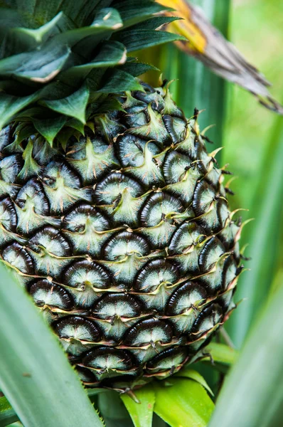 Ananas vruchten achtergrond — Stockfoto