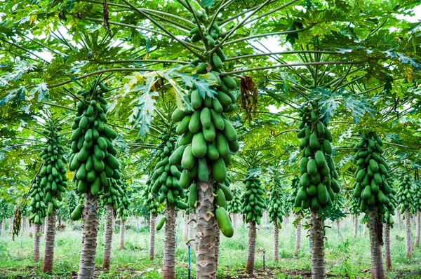 Papaia planta — Fotografia de Stock