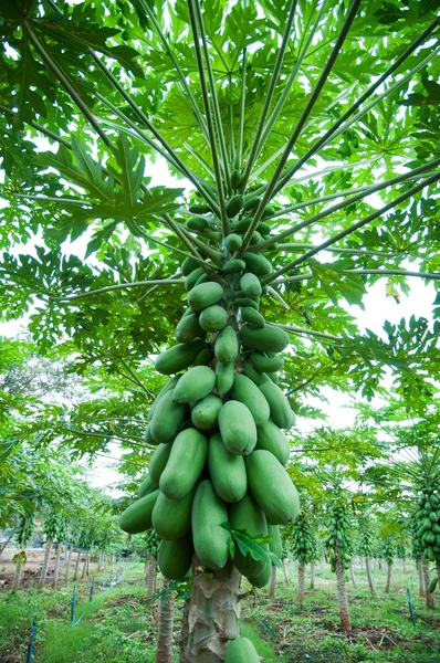 Papaya bitki