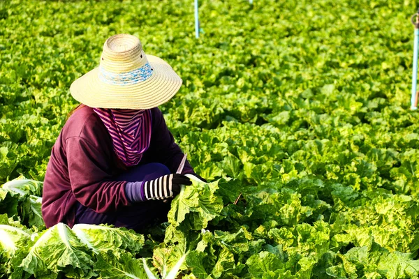 Harvesting vegetable — Stock Photo, Image