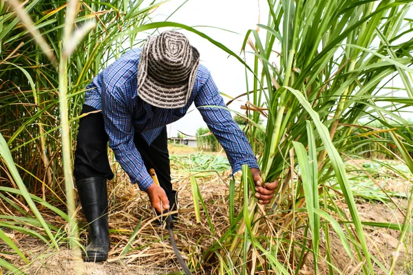 Boer snijden gras — Stockfoto