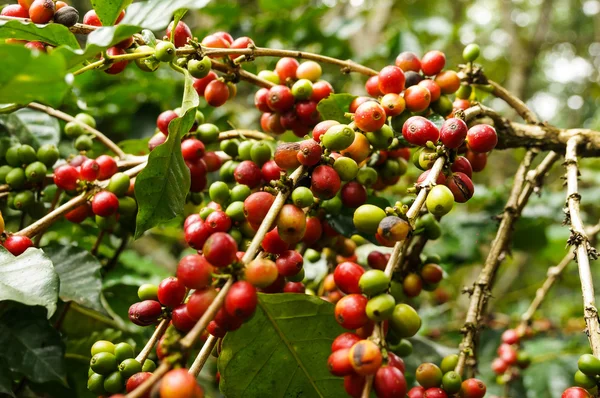 Chicco di caffè su albero — Foto Stock