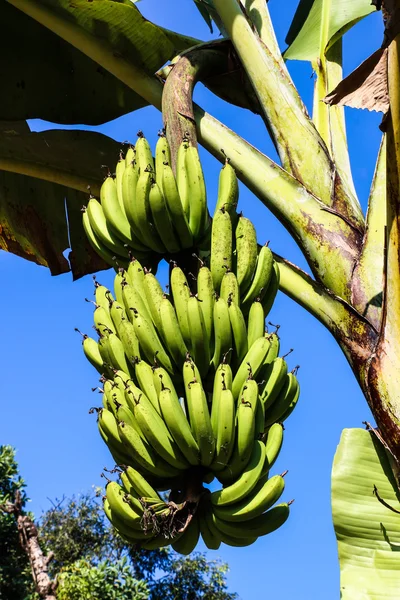 Banana na árvore — Fotografia de Stock