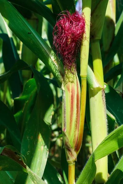 Campo de maíz — Foto de Stock